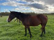 Poulini&egrave;re AQPS pleine