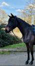 Magnifique jument 