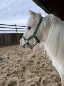 Cheval miniature AMHA