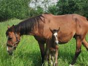 poulini&egrave;re SF n&eacute;e 2006 par  Kaschmir van&rsquo;t Schutteshof