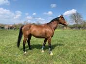 pouliniere n&eacute;e en 2007 par Allegreto 8 points pace