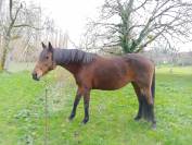 Poulini&egrave;re zangersheide 