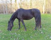 Jument zangersheide 4 ans