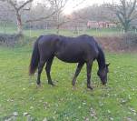 Jument zangersheide 4 ans