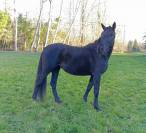 Jument zangersheide 4 ans