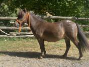 Entier Oc type NMPRS 