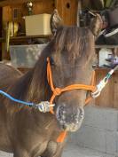 Entier Oc type NMPRS 