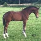 Jument - KWPN - 15 ans - Dressage - France