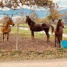 Jument Appaloosa de 11 ans