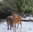 Pouliche 1 an par jogry d'odival 