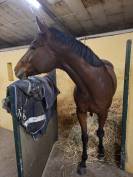 Cheval de sport polyvalent