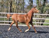 Jument 3 ans diamant brut !