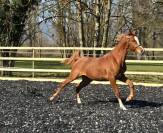 Jument 3 ans diamant brut !