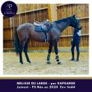 Superbe 4 ans 1m68 par KAPGARDE / origines obstacles