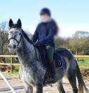 Jolie jument grise 6 ans loisirs