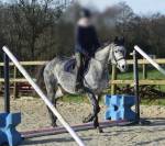 Jolie jument grise 6 ans loisirs