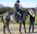 Jolie jument grise 6 ans loisirs