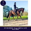 Hongre AQPS 4 ans Env 1m70