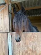 Caballo castrado Arabe Barbe En venta 2022 Bayo