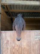 Caballo castrado Arabe Barbe En venta 2022 Bayo