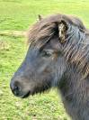 Poney shetland