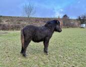 Poney shetland