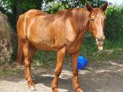 CHEAVAL DE LOISIR / BALADE