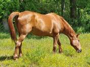 CHEAVAL DE LOISIR / BALADE