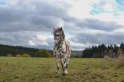 Hongre Appaloosa Fondation PP