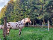 Hongre Appaloosa Fondation PP