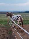Hongre Appaloosa Fondation PP