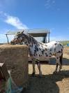 Hongre Appaloosa Fondation PP ApHC