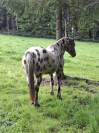Hongre Appaloosa Fondation PP ApHC