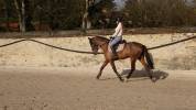 Jument de dressage  PRE plein papier bai