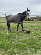 Poney &agrave; vendre 