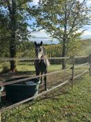 Poney &agrave; vendre 