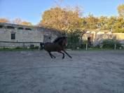 Honge 9 ans Plein Papiers