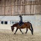 Toller 6 j&auml;hriger Selle Fran&ccedil;ais Wallach 