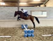 Toller 6 j&auml;hriger Selle Fran&ccedil;ais Wallach 