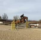 Toller 6 j&auml;hriger Selle Fran&ccedil;ais Wallach 