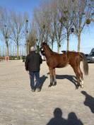 Opium du petit Geer z