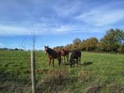 &Eacute;curie des Vergnes &agrave; Saint R&eacute;v&eacute;rend (Vend&eacute;e &ndash; 85)