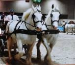 A vendre 2 juments boulonnais