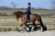 Belle jument 6 ans dressage 