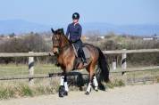 Belle jument 6 ans dressage 