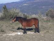 Ponette PP dartmoor de 9 ans