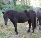 Ponette PP dartmoor de 3 ans