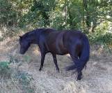 Ponette PP dartmoor de 3 ans