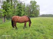 Pension prairie Durbuy 