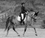 MURMULLO: Un jeune cheval de grande taille